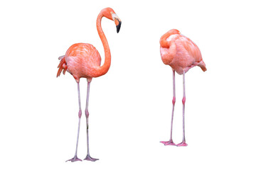 Pink flamingo isolated on white background.
