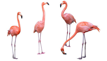  a pink flamingo isolated on white background.