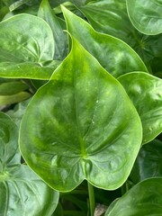 green leaf background