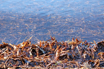 des algues sur la plage