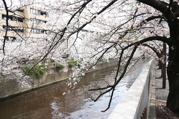 Urban canal in Japan, pink blossoms droop gently over the water, creating a beautiful reflection. Japanese urban landscape, reminiscent of the Meguro River.