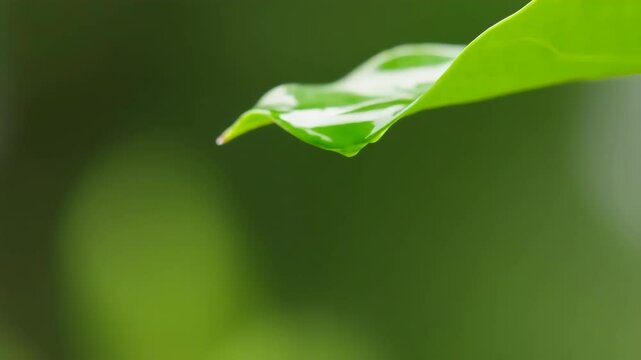 Macro slow motion droplet falling from a fresh green leaf - Powered by Adobe