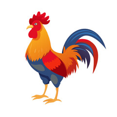 Vector illustration of a proud rooster with vibrant feathers and a sharp beak, standing on a white background.