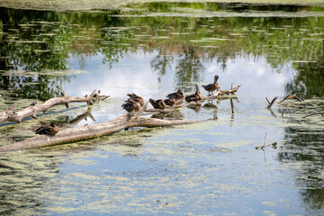 Ducks rest on a log in a pond overgrown with duckweed