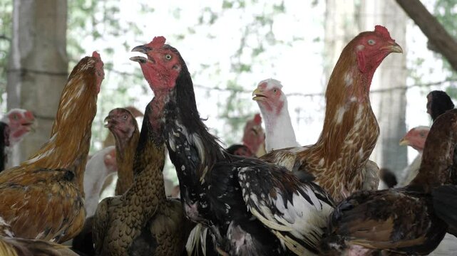  Flocking together in harmony  A day in the life of a chicken farm