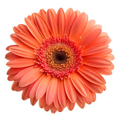 Blooming gerbera daisy with vibrant orange petals