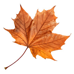 Obraz premium Orange maple leaf, autumn colors