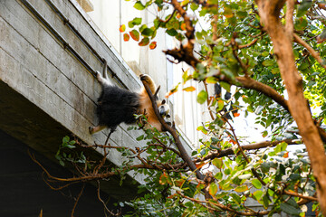 Large Anteater Climbing Tree