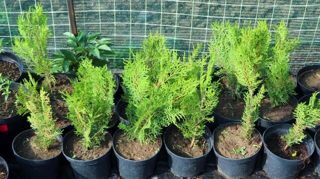 Green Thuja occidentalis Brabant saplings developing in ceramic pots within controlled greenhouse environment, showcasing nursery cultivation process