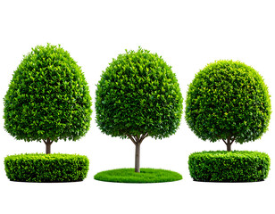 Three meticulously trimmed topiary shrubs, two in low hedges, one with grass base