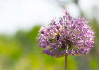 Fototapeta premium Purple Flower with Bee on Natural Background
