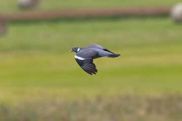 Ringeltaube im Flug	