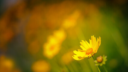 Yellow spring landscape with Lance-leaved coreopsis (lanceolata or basalis) flower on a blurry background