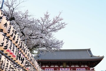 a traditional temple roof, possibly from Senso-ji Temple in Asakusa, Tokyo, under a clear sky. A prominent display of white paper lanterns with Japanese hangs vertically.Beautiful cherry in full bloom