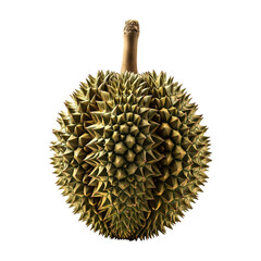 Illustration of Durian isolated on transparent background. Tropical fruit. Food clip art. Healthy.
