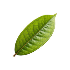 Illustration of Durian isolated on transparent background. Tropical fruit. Food clip art. Healthy.