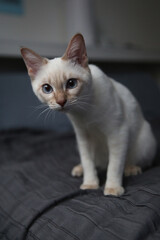 Siamese Thai white cat with blue eyes indoors