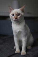 Siamese Thai white cat with blue eyes indoors