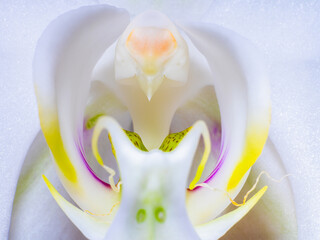 Orchidea. Storczyk.