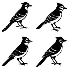 Four stylized black and white illustrations of blue jays in various poses on a white background