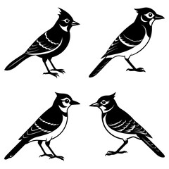 Illustration of four black and white birds with crests in various poses and orientations set on white