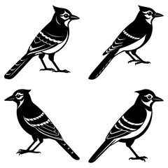 Four stylized black and white illustrations of blue jays in various poses on a white background