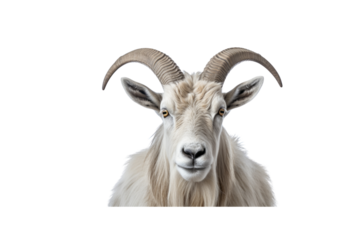 Close-up portrait of a majestic white goat with long, curved horns. background removed