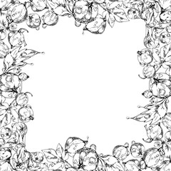 Currant gooseberry, leaves in water dew drops hand drawn in vector ink, scattered garden casseille berry. Isolated square border frame. Home preserves, textile, fresh food store, vegan recipe cards