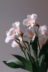 Obraz premium Elegant pink lily flowers in soft sunlight against minimalist background