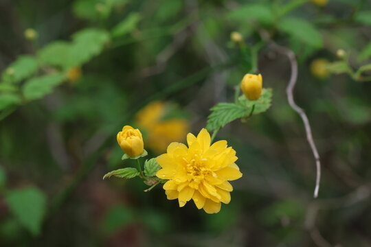 Kerria japonica &rsquo;Pleniflora&rsquo; , Japanese kerria &lsquo;Pleniflora&rsquo; / Double Japanese kerria , Japanese rose