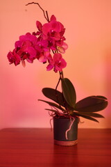 still life with pink flowers in vase - purple orchid in green pot