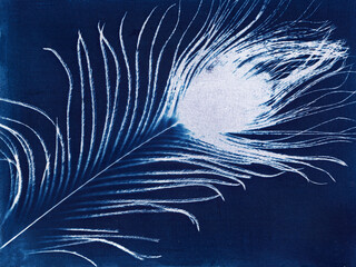 Obraz premium Feather Cyanotype. Artistic cyanotype of a delicate feather