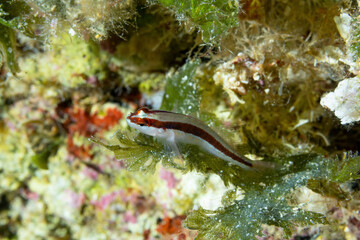 gobius vittatus, comunemente chiamato ghiozzo listato su un'alga verde