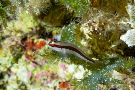 gobius vittatus, comunemente chiamato ghiozzo listato su un'alga verde