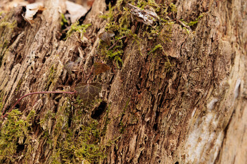 vista macro frontale di una vecchia corteccia di un albero