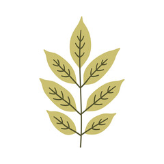 Ash leaf in light green color. One element isolated on white. Spring or summer background, vector illustration