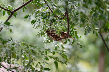 Sparrows are lined up on the branch