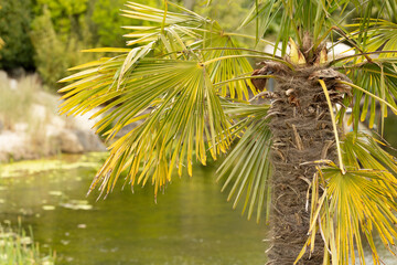 close uo of the leaves of a green tropical palm tree