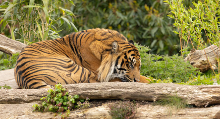 close up of a captive Sumatran tiger, Panthera tigris sondaica resting on green grass