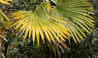 close uo of the leaves of a green tropical palm tree