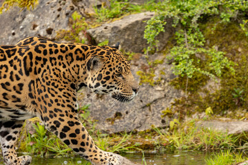 portrait of Jaguar Panthera Onca in captive habitat