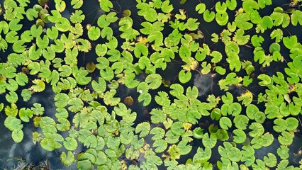 Still Waters and Lily Pads with Cloud reflection