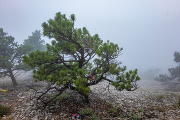 Misty Morning Hike at Bear Butte – A Native American Sacred Site