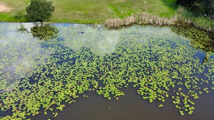 Still Waters and Lily Pads with Cloud reflection