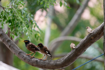 Common myna bird on a branch