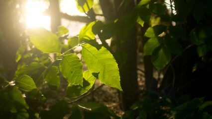 Sunlit Green Leaves in a Forest with Warm Natural Light