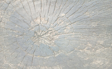 wooden texture background surface of a cut tree stump	