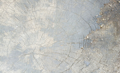 wooden texture background surface of a cut tree stump	