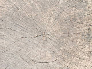 wooden texture background surface of a cut tree stump	