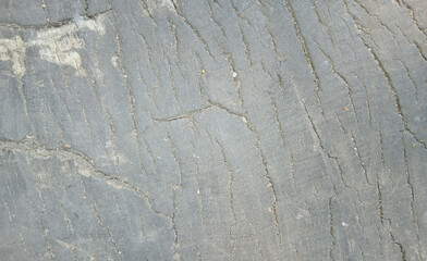 wooden texture background surface of a cut tree stump	